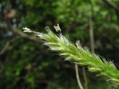 Sesleria alba