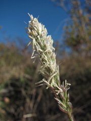 Sesleria alba