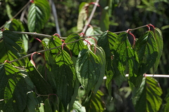 Cornus macrophylla