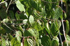 Cornus macrophylla