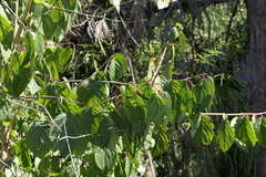 Cornus macrophylla