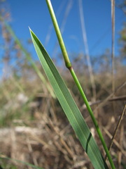 Sesleria alba