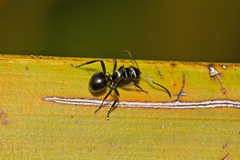 Polyrhachis clio