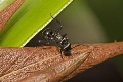 Polyrhachis clio