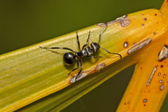 Polyrhachis clio