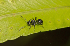 Polyrhachis clio