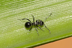 Polyrhachis clio