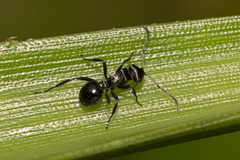 Polyrhachis clio