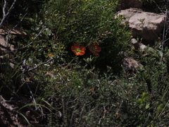Hypseocharis pimpinellifolia