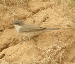 Curruca curruca minula