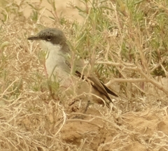 Curruca curruca minula