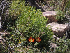 Hypseocharis pimpinellifolia