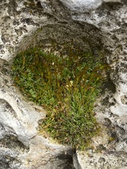 Tortula muralis