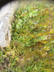 Tortula muralis