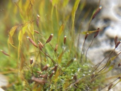 Tortula muralis