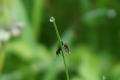 Micropterix calthella