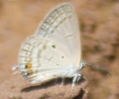 Euchrysops cnejus