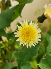 Sonchus oleraceus