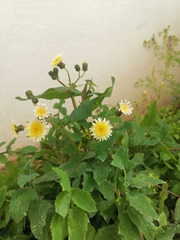 Sonchus oleraceus