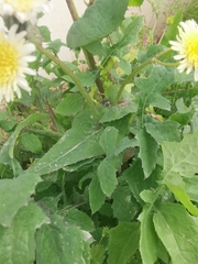 Sonchus oleraceus