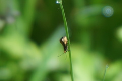 Micropterix calthella