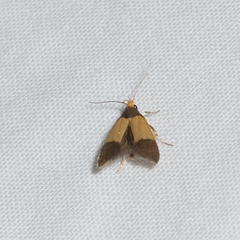 Heteroteucha dichroella