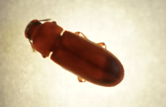 Tribolium castaneum