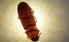 Tribolium castaneum