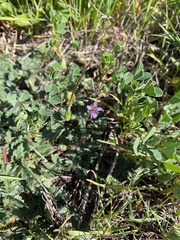 Erodium brachycarpum