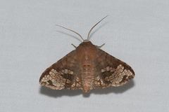 Canaea hyalospila