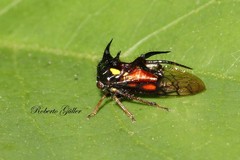 Cyphonia trifida