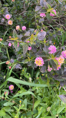 Lantana camara