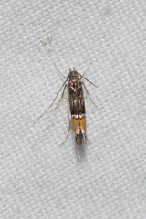 Cosmopterix macrula