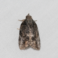 Etanna clopaea