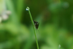 Micropterix calthella