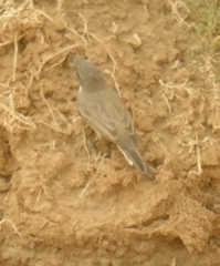 Curruca curruca minula