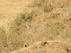 Curruca curruca minula