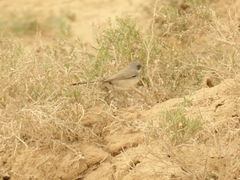 Curruca curruca minula