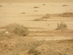 Curruca curruca minula