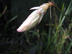Johnsonia lupulina