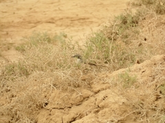 Curruca curruca minula