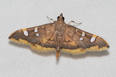 Prophantis adusta