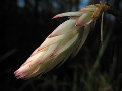 Johnsonia lupulina