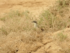 Curruca curruca minula