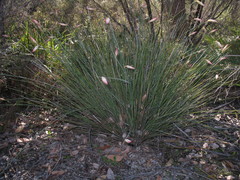 Johnsonia lupulina