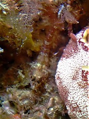 Helcogramma decurrens