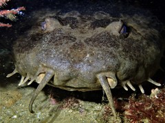 Western Wobbegong photo 4