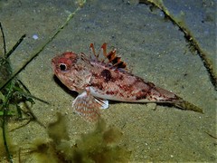 Maxillicosta scabriceps