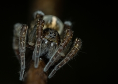 Arctosa fulvolineata