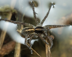 Arctosa fulvolineata